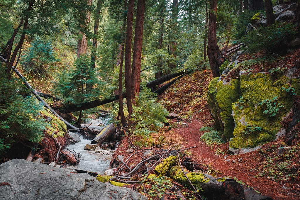 Big Sur forests waterfalls moss woods California coast