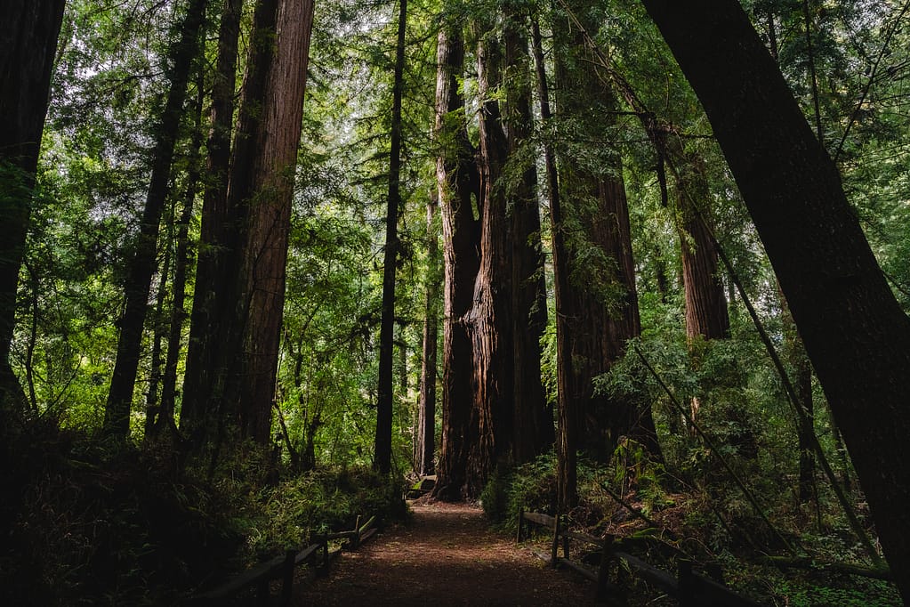 Santa Cruz california redwoods