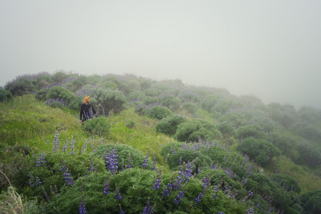 Big Sur garrapata wildflowers