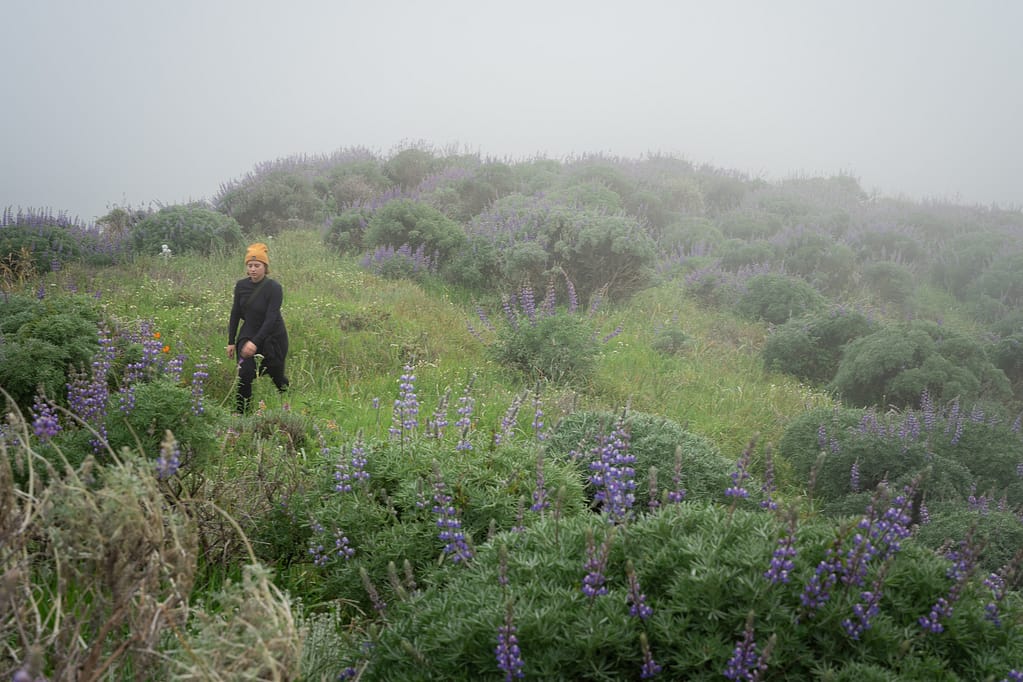 Big Sur garrapata wildflowers