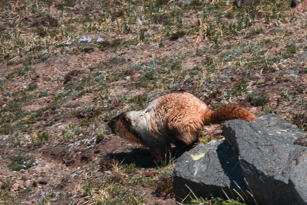 Washington marmots cascades mount rainier marmot