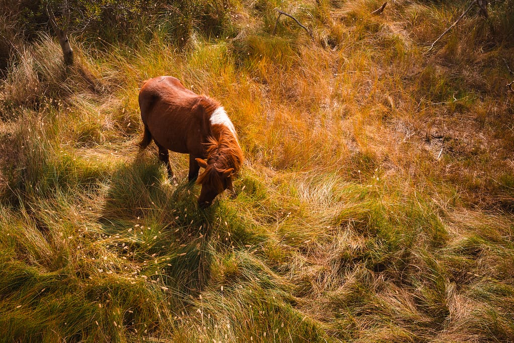 Horse equestrian wild assateague