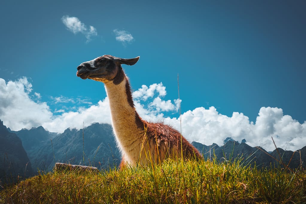 Llamas Machu Picchu peru inca