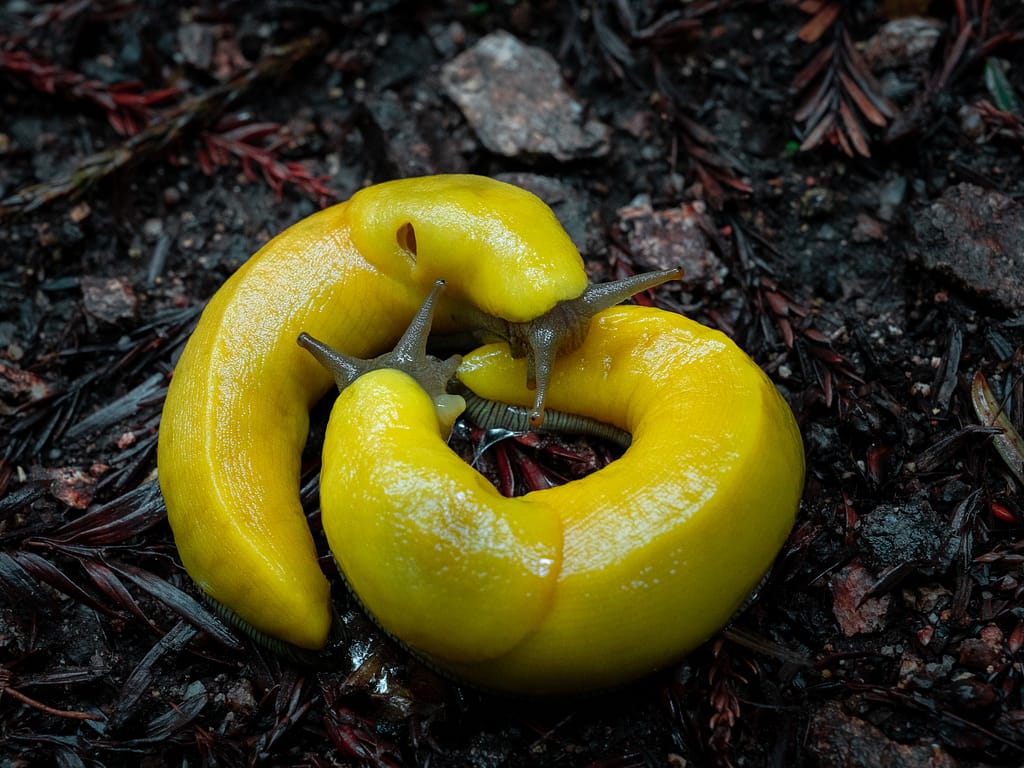 banana slugs Big Sur california slug