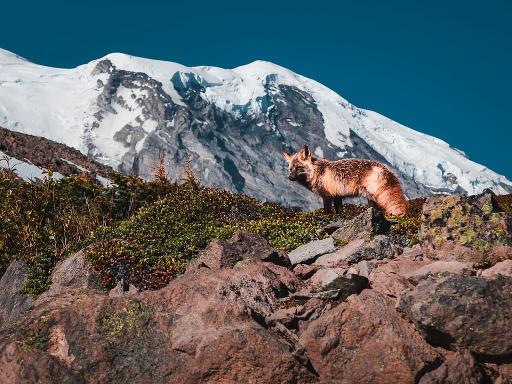 Cascade red fox mount rainier national park Washington usa