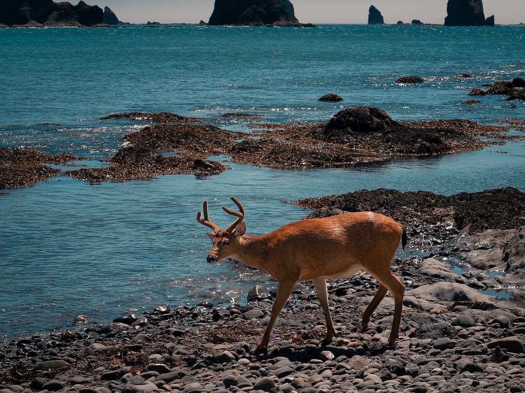 Olympic national park Washington pacific northwest