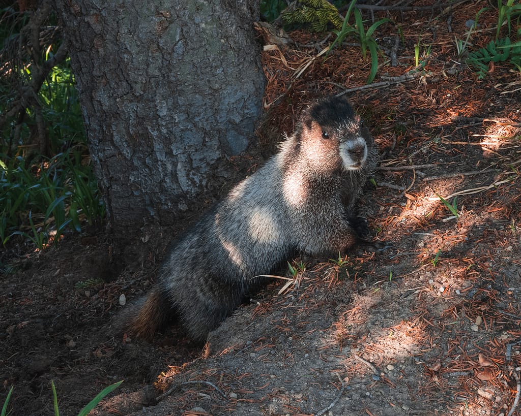 marmot mount rainier