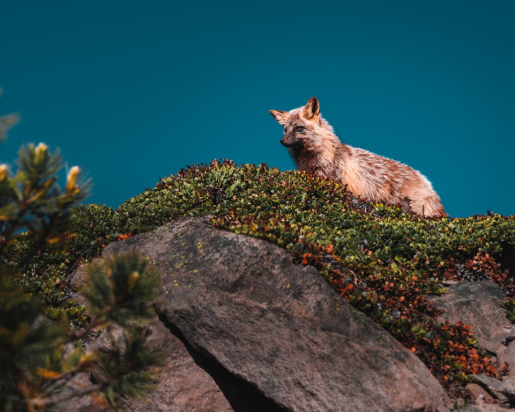 Cascade red fox mount rainier national park Washington usa