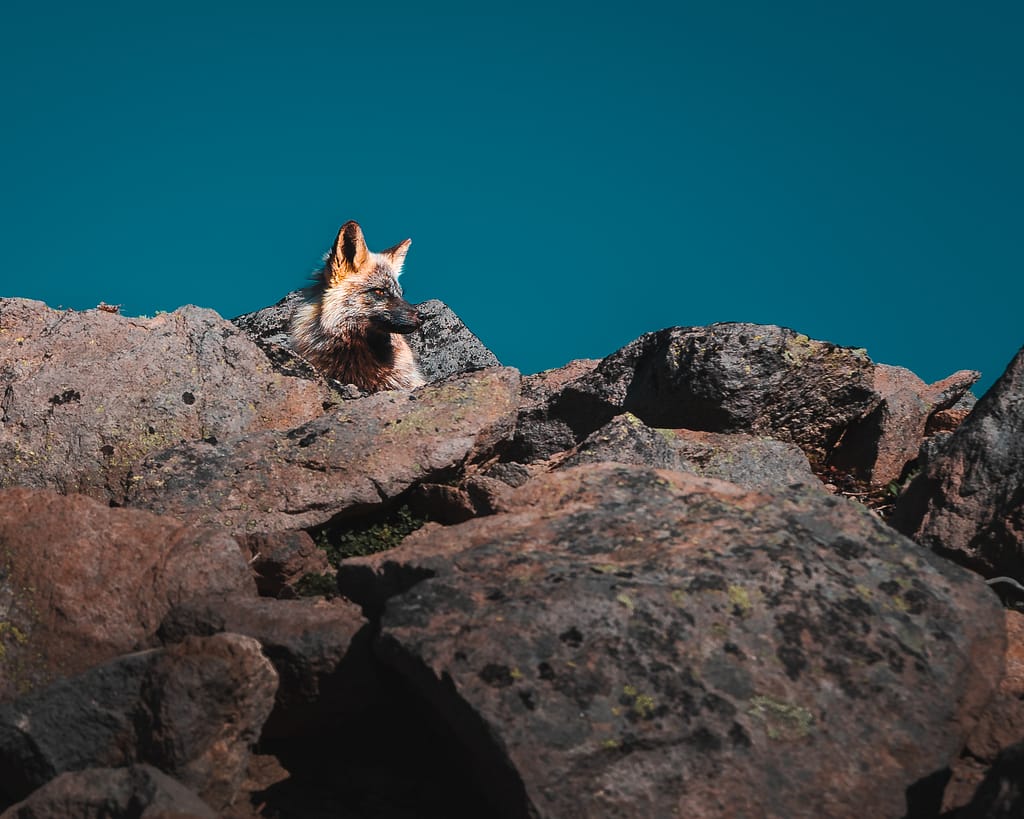 Cascade red fox mount rainier national park Washington usa