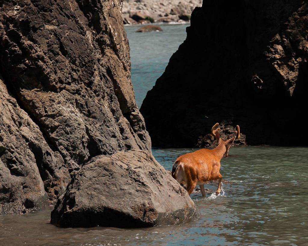 Olympic national park Washington pacific northwest