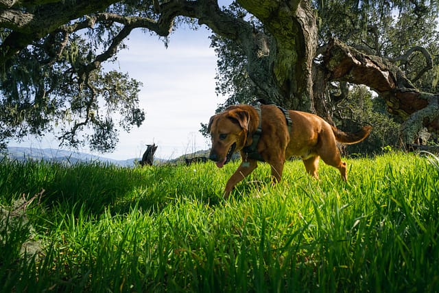 Monterey dog carmel garland ranch california