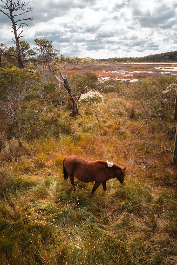 Assateague equestrian horse wild