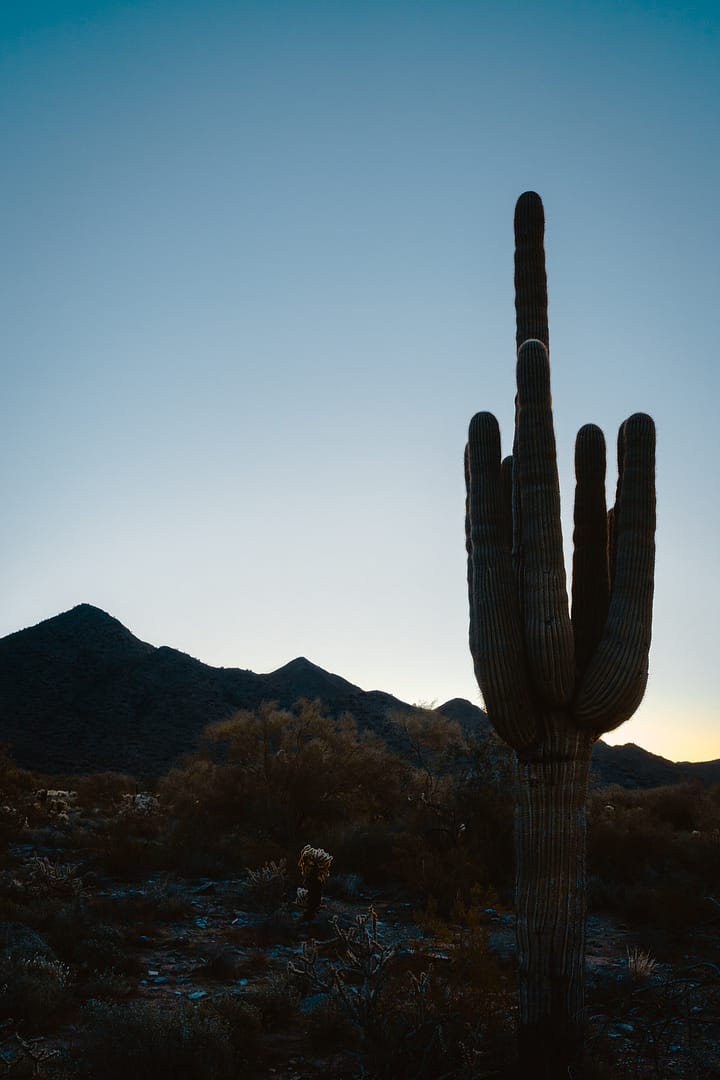 philly photographer David Sherwood scottsdale Mcdowell Sonoran desert sunrise saguaro