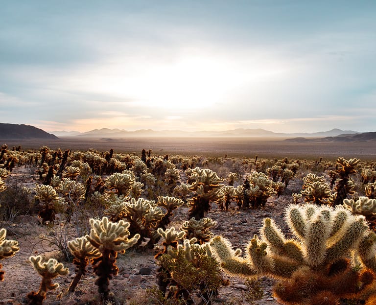 daybreak on Joshua Tree national park California cholla