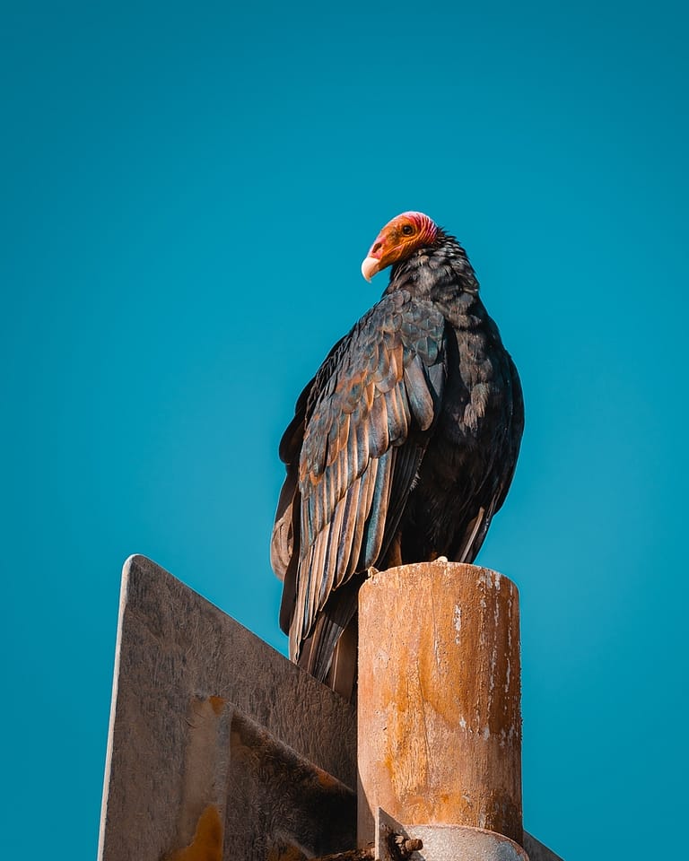 vulture bird of prey Peru