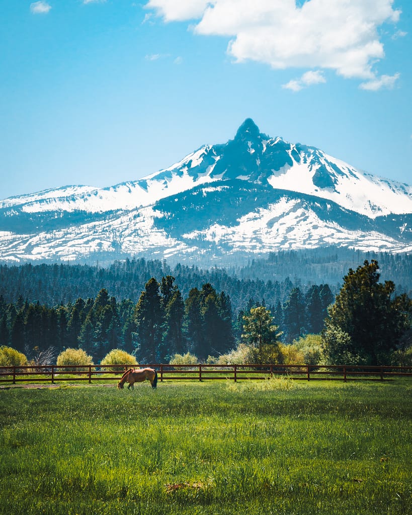 bend Oregon horse mount good Mount Washington alpine