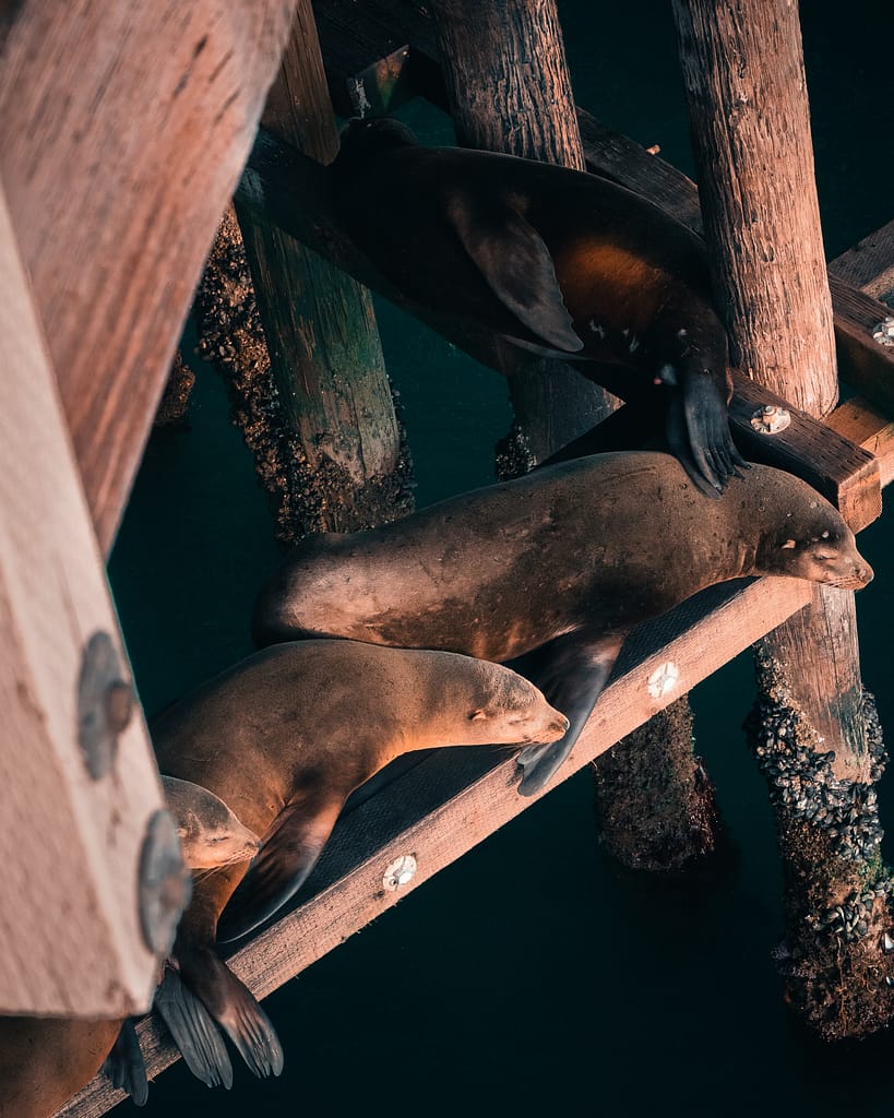 seals Santa Cruz california seal marine life