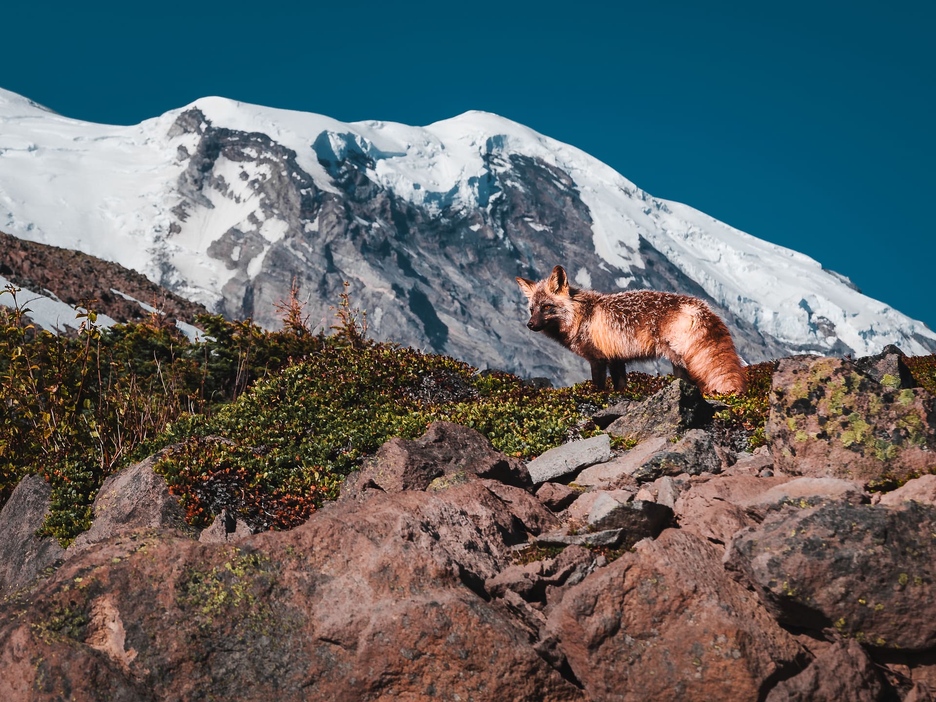 Cascade red fox mount rainier national park Washington usa